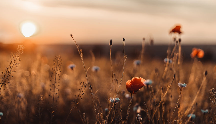 AdobeStock_447931967.jpeg