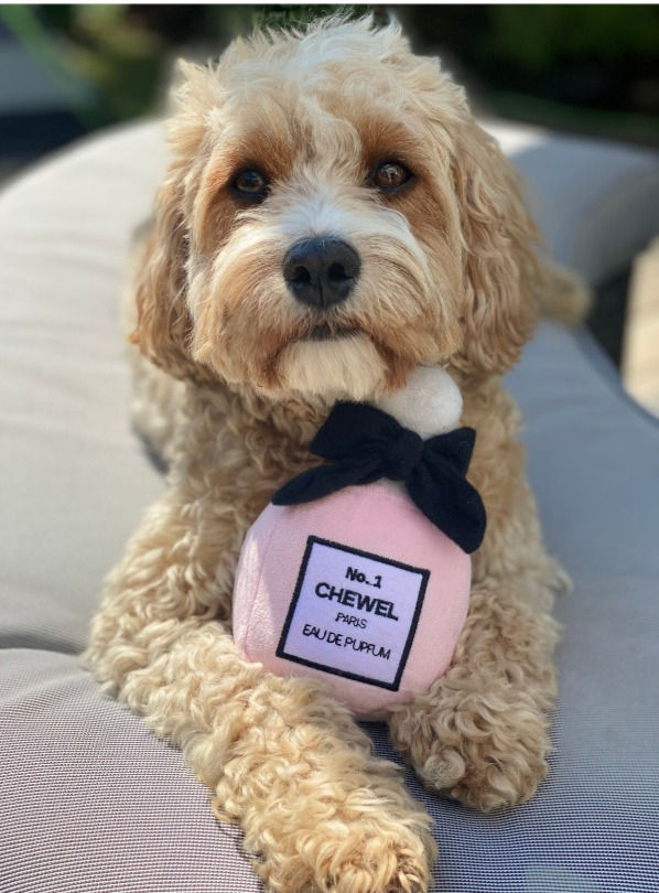 Thumbnail: Bella with a designer plush dog toy - novelty dog gift.