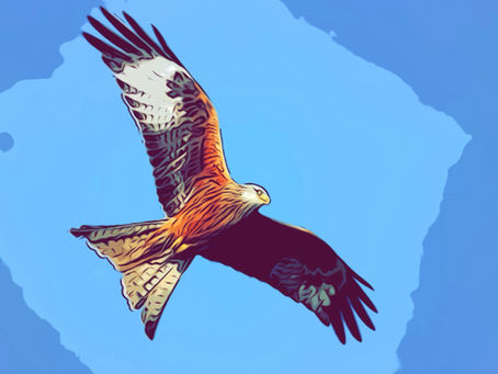 Red Kites 