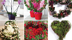 Plants for Romance