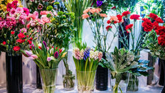 Top 10 Spring Flowers and their Meanings