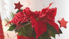 Seasonal Houseplant: Perfect Poinsettia featuring Floristry Tips from Su Whale