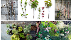 Seasonal Foliage: A Hint of Spring