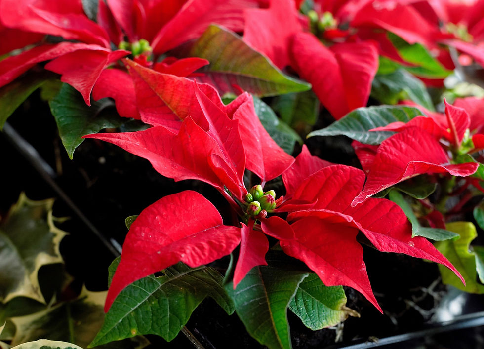 Let Loose with Scissors: the holly and the ivy