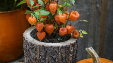 Autumn Shop Display: Oh Gourd!