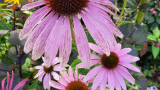 Let Loose with Scissors: Falls for Echinacea