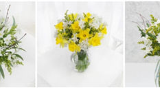 Early Season Narcissi Direct from Cornwall