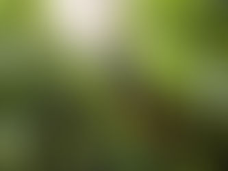 Un Día en Finca El Carretón: Bienestar y Felicidad al Ritmo de la Naturaleza