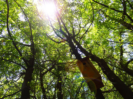 Un Día en Finca El Carretón: Bienestar y Felicidad al Ritmo de la Naturaleza