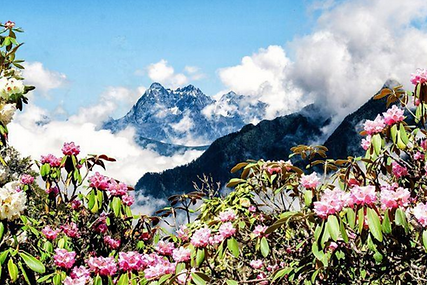rhododendrons.png