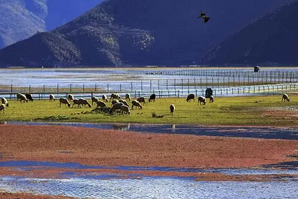 napahai wetlands.png