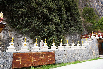 Millennium Bodhi Tree.png