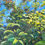 Thumbnail: Through the Greenery Print