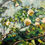 Thumbnail: The Rock Garden, William Land Park Print