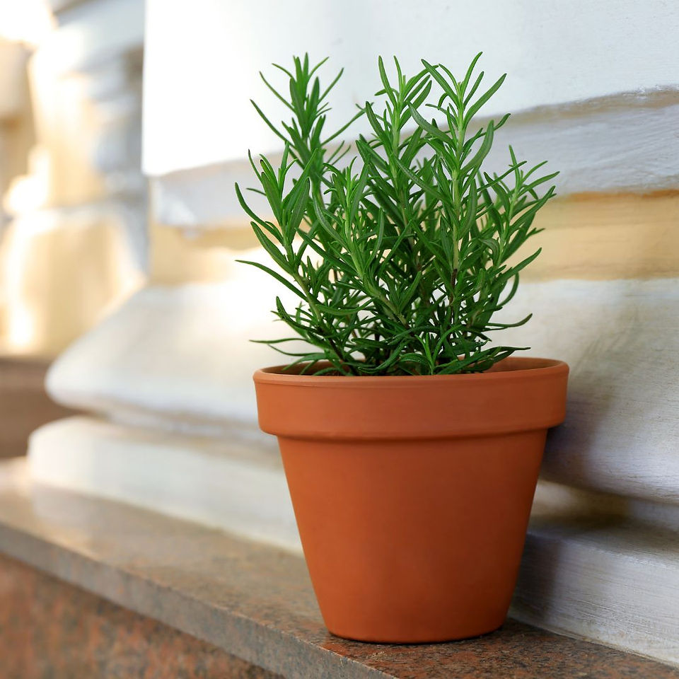 Halloween Rosemary for Protection