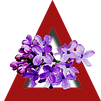 Website Clipart.png