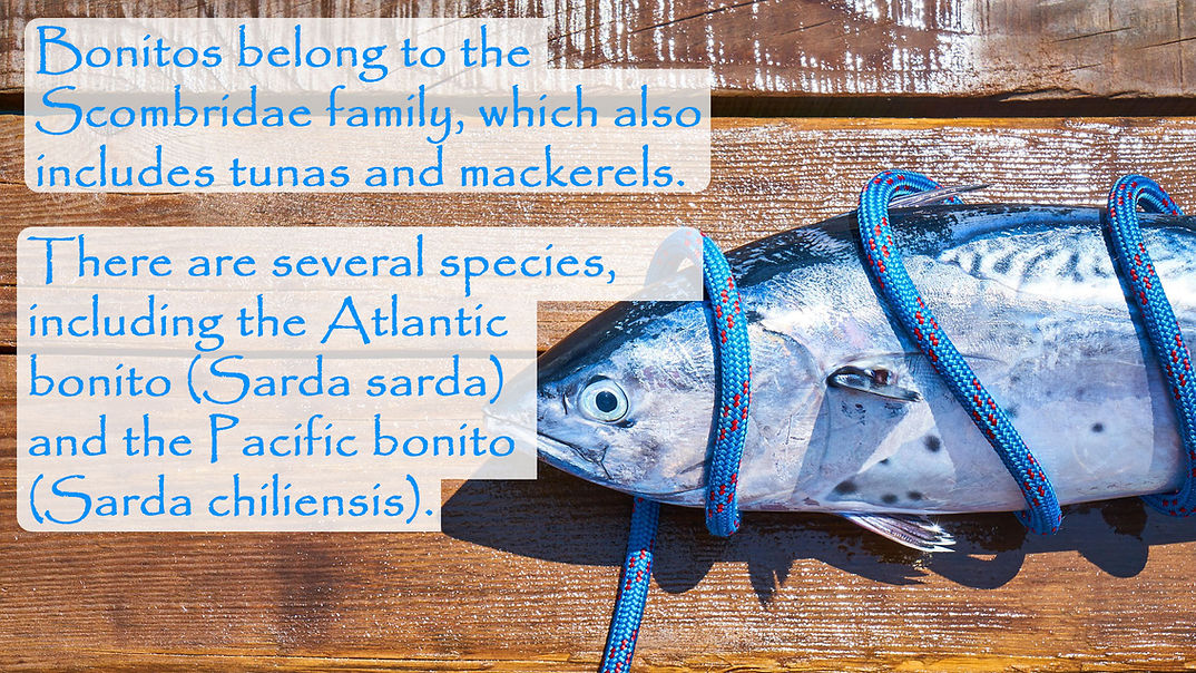 bonito facts.jpg
