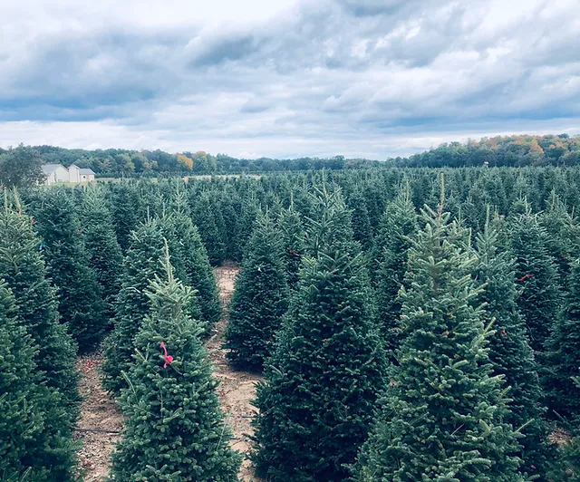 Cut Your Own Harmony Hill Evergreens Wisconsin
