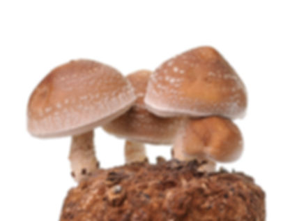 Shitake Mushroom Spawn