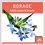 Thumbnail: Borage Seeds