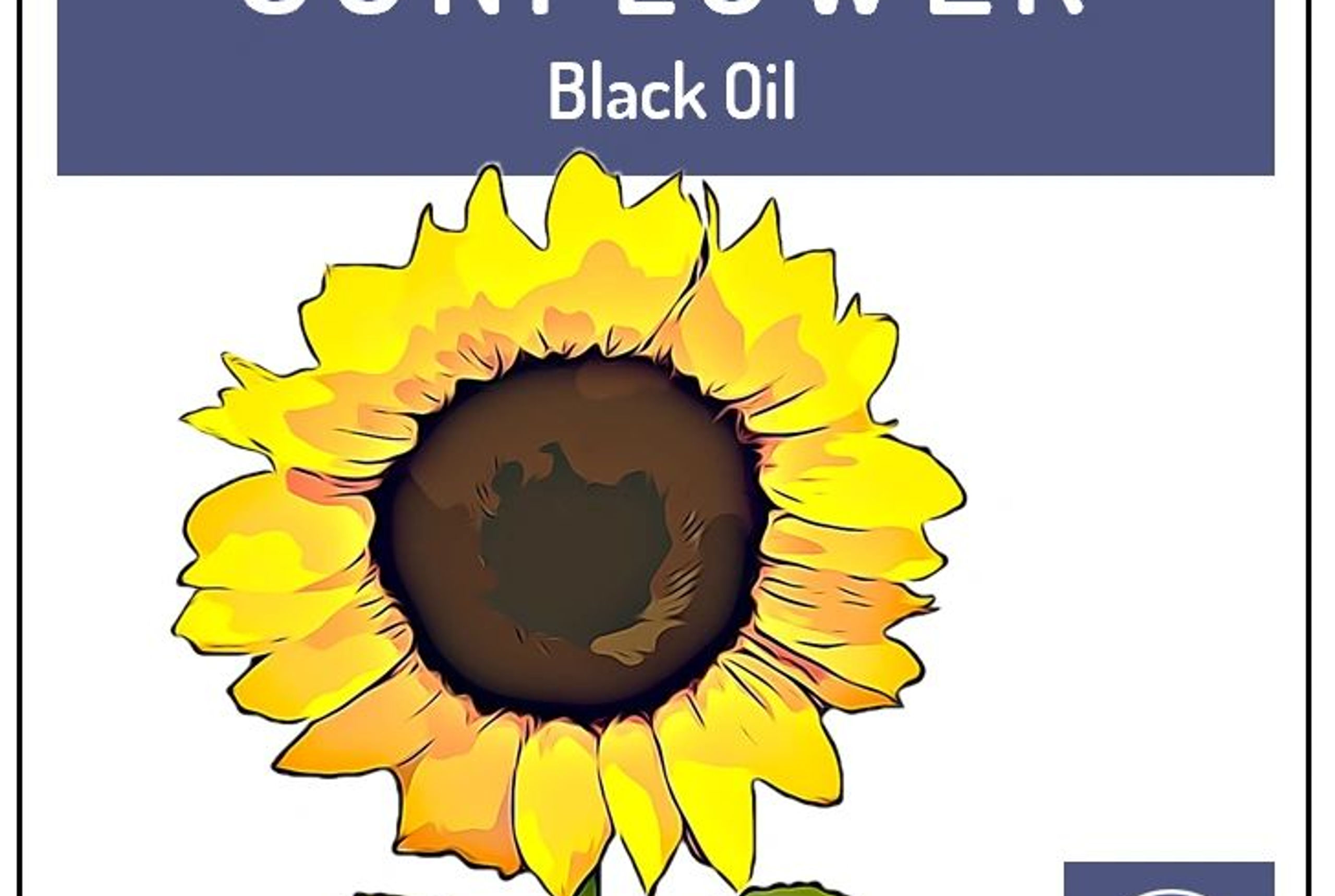 Sunflower | Black Oil Seeds