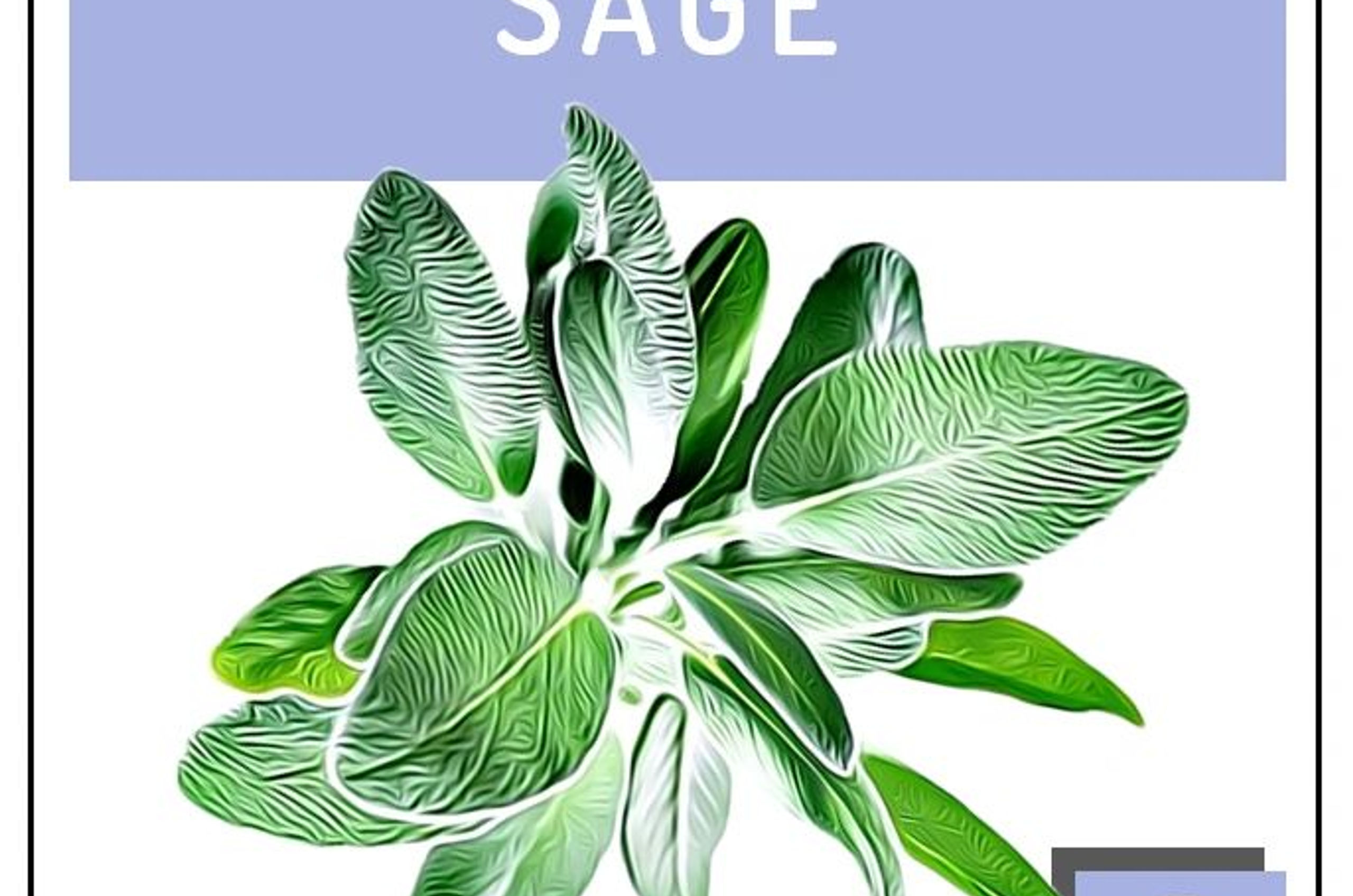 Sage Seeds