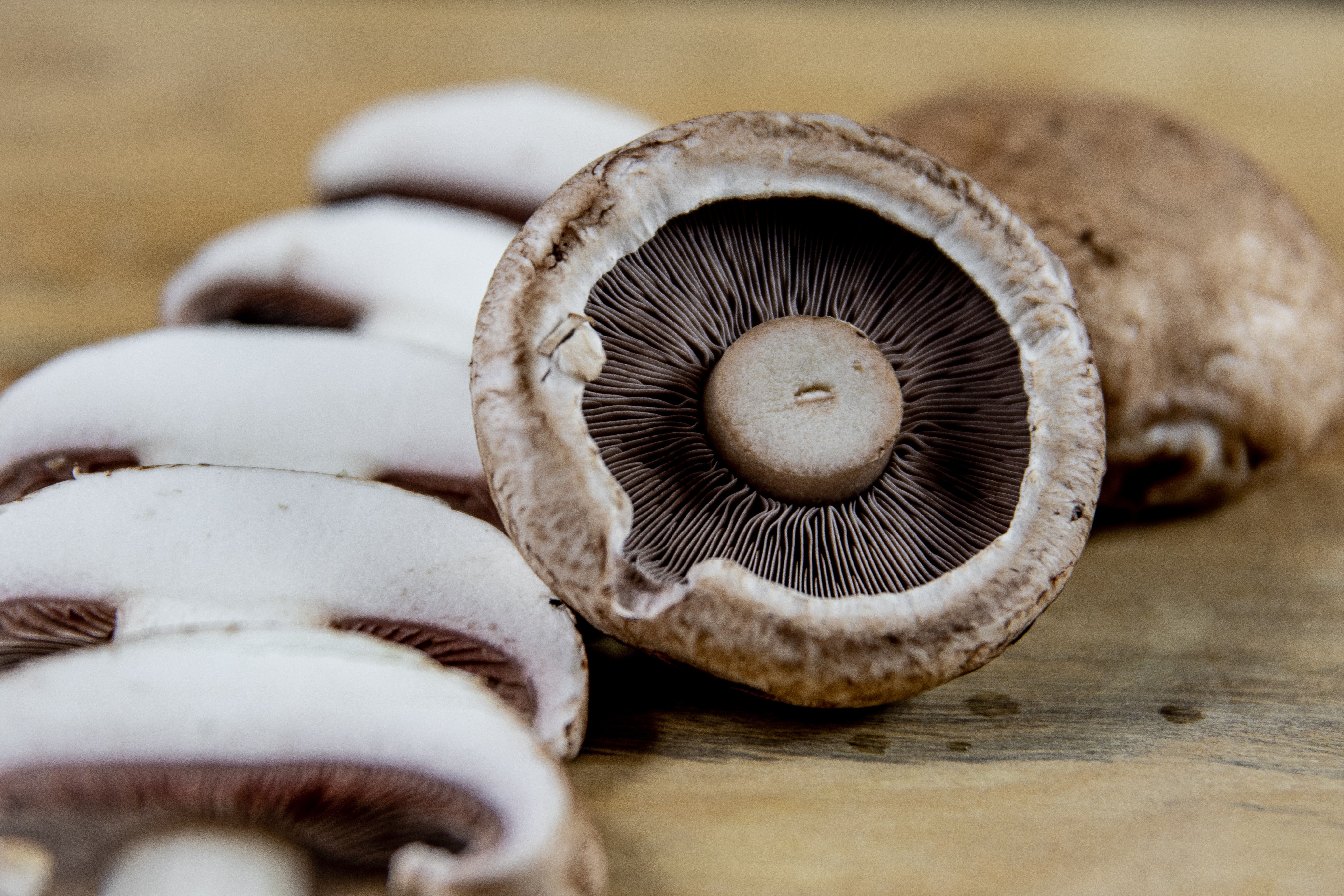 Portabella Mushroom Spawn