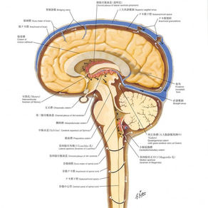 クラニオセイクラルコース@吉祥寺