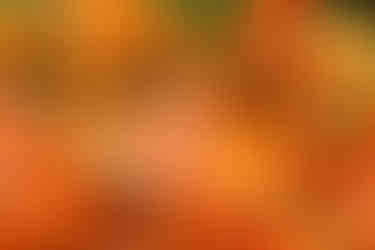 ורד כתום מילווה