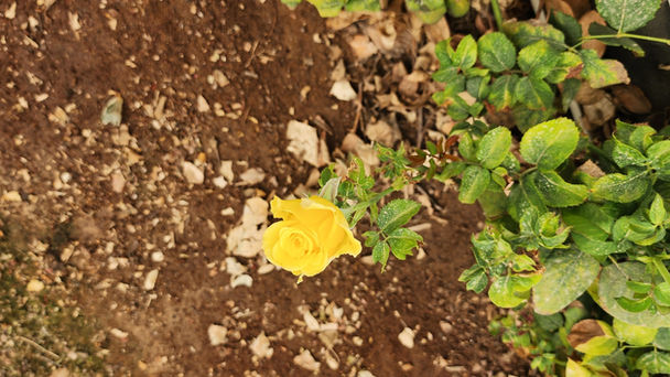 ורד צהוב גולד סטרייק לפני קטיף