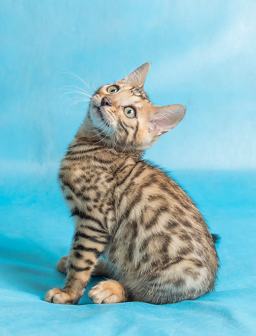 cute-domestic-cat-sky-blue-sheets-looking-up-with-funny-look.jpg