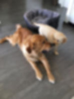 ENZO et TSAR