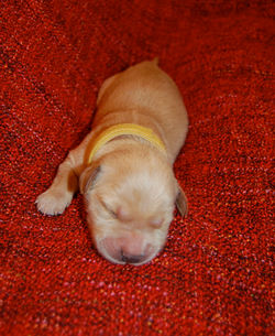Miss Jaune