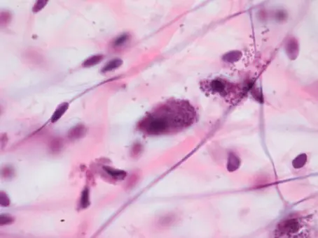 How the Body Really Hydrates