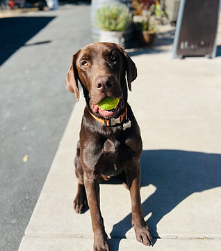 Male pup photo sent from a happy buyer