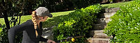Hedging and garden maintenance, Lennox Head