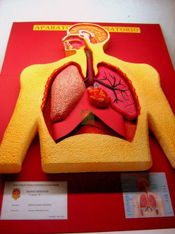 APARATO RESPIRATORIO