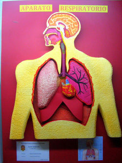 APARATO RESPIRATORIO