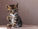 Photographing kittens and other pet portraits - part two