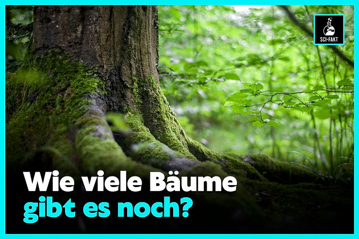 Wald in Zahlen: Wie viele Bäume gibt es auf der Erde? Wie viele werden gefällt und gepflanzt? Baum, Welt, Milliarden, Forscher, Studie, Wälder, Deutschland, Wissenschaft, Sci-Fakt, Natur, Umwelt, Klima, Anastasia Michailova