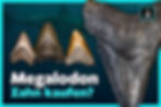 Megalodon, Zahn, kaufen, Preis, echt, Hai