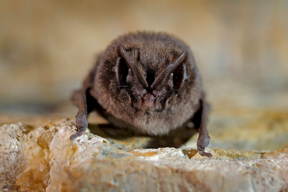 Mopsfledermaus, bedroht, Rote Liste