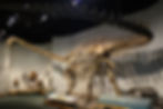 Diplodocus, Skelett, Fossil, Museum