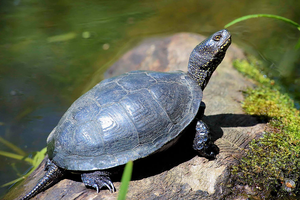 Sumpfschildkröte, bedroht, Rote Liste