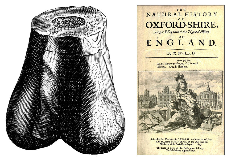 Scrotum humanum, Megalosaurus, Fossil, Knochen, England