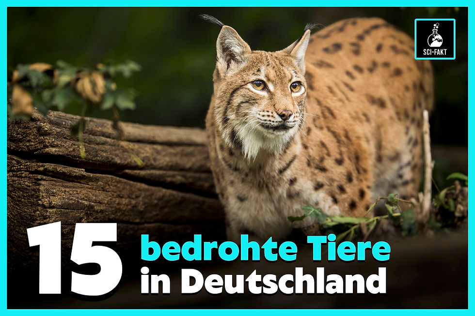 bedrohte Tiere, Deutschland, Arten, Aussterben, gefährdet