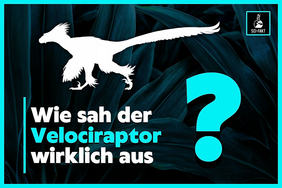 Velociraptor, Aussehen, Federn