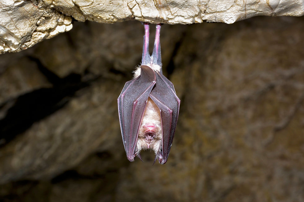 Hufeisennase, Fledermaus, bedroht, Rote Liste