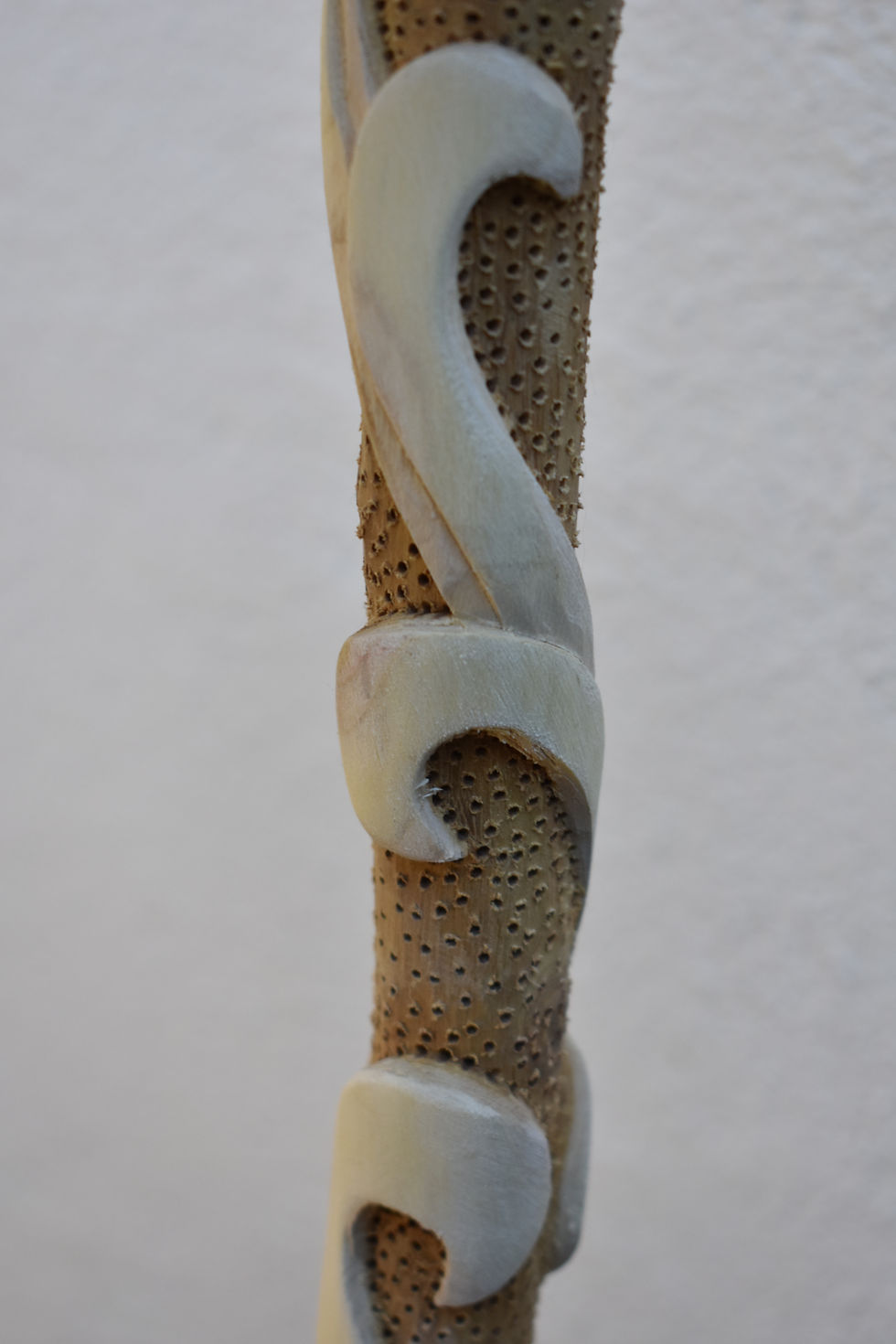 Miniatura: Bastone in maggiociondolo, monossilo, grezzo