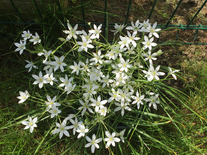 Fleurs de printemps